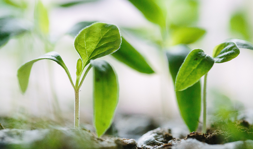plante